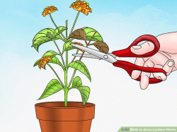 4 Ways to Grow Lantana Plants - wikiHow