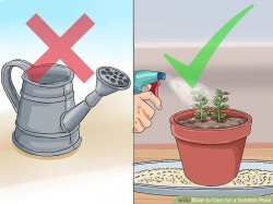 How to Care for a Goldfish Plant: 6 Steps (with Pictures)