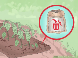 3 Ways to Take Care of Plants - wikiHow