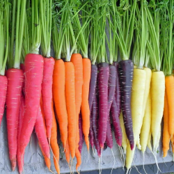 vegetables - Are carrots dyed orange? - Seasoned Advice