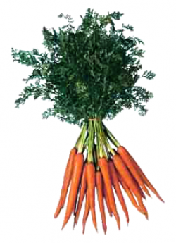 carrot bunch - /food/vegetables/carrot/carrot_bunch.png.html