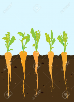 Diagram: Carrot Plant Diagram