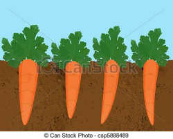 Carrot Plant Clipart