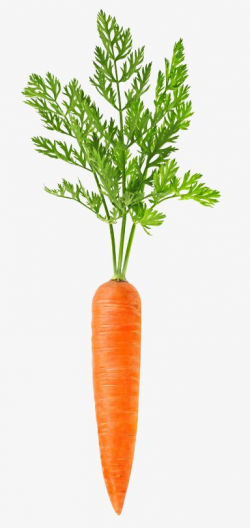 A Carrot, Carrot Clipart, Carrot, Food PNG Transparent ...