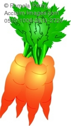 Clip Art Image of a Bunch of Freshly Picked Carrots