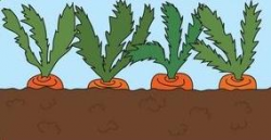 28+ Collection of Carrots Growing Clipart | High quality, free ...