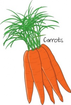 Free Carrots Clipart Image 0515-0903-1817-1219 | Food Clipart