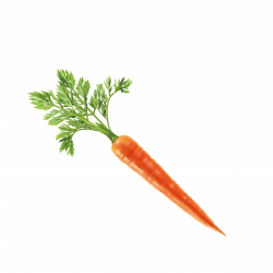 Vegetable Carrot Computer file - Carrot vector png download ...