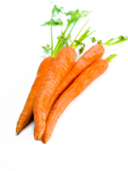 Carrots with selective focus - stock photo free