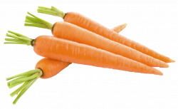 Carrots PNG Picture | Gallery Yopriceville - High-Quality Images ...