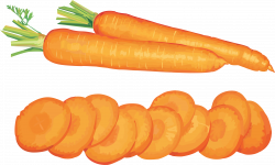 Carrot Clipart #19575 | Clipart Panda - Free Clipart Images