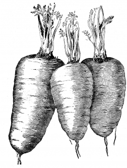 Vintage Vegetable Clip Art - Carrots - The Graphics Fairy