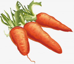 Watercolor Vegetables Delicious Carrot, Vegetables, Delicious ...
