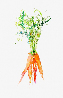 Carrot, Vegetables, Watercolor PNG Image and Clipart for Free Download