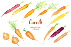 Watercolor Carrot Illustration ~ Illustrations ~ Creative Market