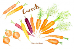 Watercolor Clipart,carrot illustration, rainbow carrots, watercolour ...