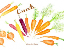 Carrot watercolour | Etsy