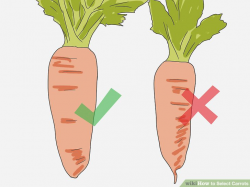 How to Select Carrots: 12 Steps (with Pictures) - wikiHow