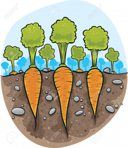 Carrot clipart underground - Pencil and in color carrot clipart ...