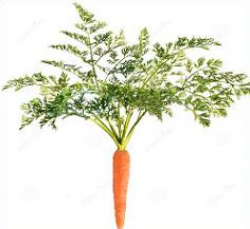 Free Carrot Plants Clipart
