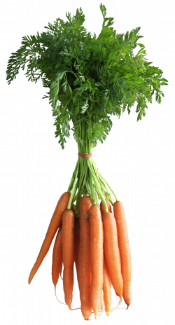 Carrots PNG Clipart Picture | Gallery Yopriceville - High-Quality ...