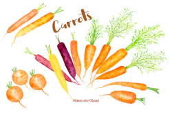 Watercolor Clipart - Carrot illustration, rainbow carrots, heritage ...