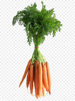 Carrot Vegetable Computer file - Carrots PNG Clipart Picture png ...