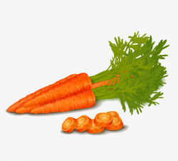 Vegetable Carrot, Nutrition, Vegetables, Carrot PNG Image and ...