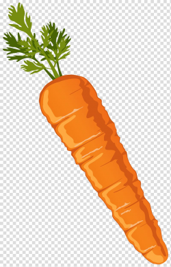 Orange carrots , Carrot Vegetable , Carrot transparent ...