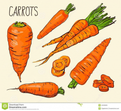 57 best Carrots images on Pinterest | Carrots, Veggies and Carrot