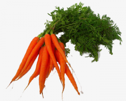 Red Carrots, Red, Carrot, Vegetables PNG Image and Clipart for Free ...