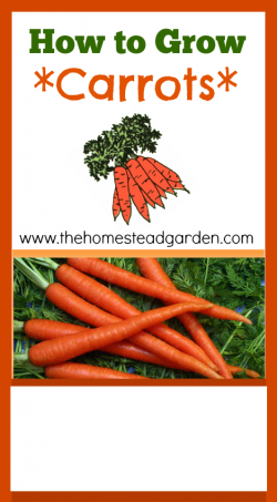 How to Grow Carrots - The Homestead Garden