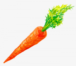 Hand-painted Carrots, Carrot, Vegetables, Hand Painted PNG Image and ...