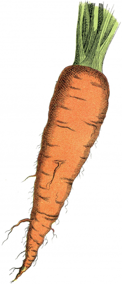 Free Carrot Image | Carrots, Ephemera and Clip art