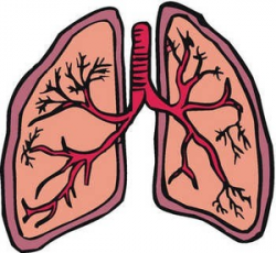 Lung | Free Images at Clker.com - vector clip art online, royalty ...