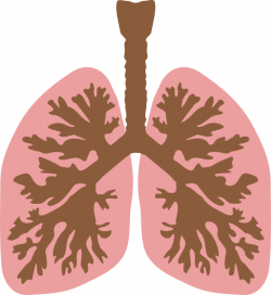 Lungs And Bronchus Clip Art at Clker.com - vector clip art online ...