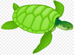 Green sea turtle Drawing Clip art - Free Turtle Clipart 1000*741 ...