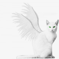 White Angel Cat, Pet, White, White Cat PNG Image and Clipart for ...