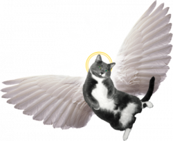 Image: Cat Angel | Angel Clip Art | Christart.com