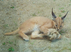 Caracal Cat and Facts