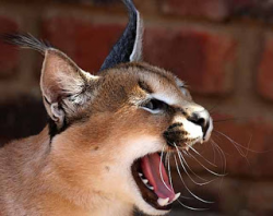 Caracal Cat | Animals Library
