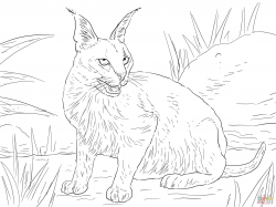 Caracal Desert Wild Cat coloring page | Free Printable Coloring Pages