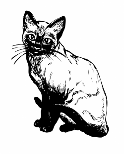 Siamese Cat Illustration Clipart Free Stock Photo - Public Domain ...