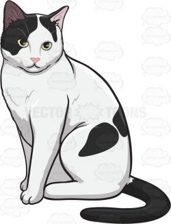 A White Cat With Big Black Spots | Big black, White cats and Cat