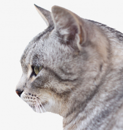 Cute Cat Head Side View, Lovely, Head, Side View PNG Image and ...