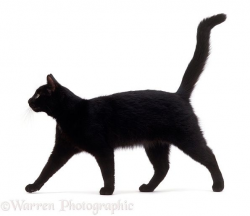 Black cat, Rosie, walking profile. | Tattoos | Pinterest | Black ...
