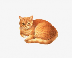 Tabby Cat, Cat, Kitty, Animal PNG Image and Clipart for Free Download