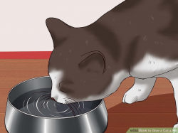 6 Ways to Give a Cat a Pill