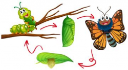 Caterpillar To Butterfly Free Vector Art - (144 Free Downloads)