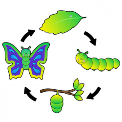 Butterfly Life Cycle Clip Art Sequence by Dancing Crayon Designs